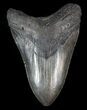 Large, Fossil Megalodon Tooth #41803-1
